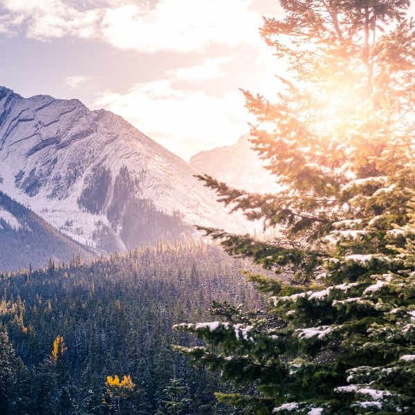 Paysage du Canada avec des montagnes et le soleil à travers les branches d'un sapin.