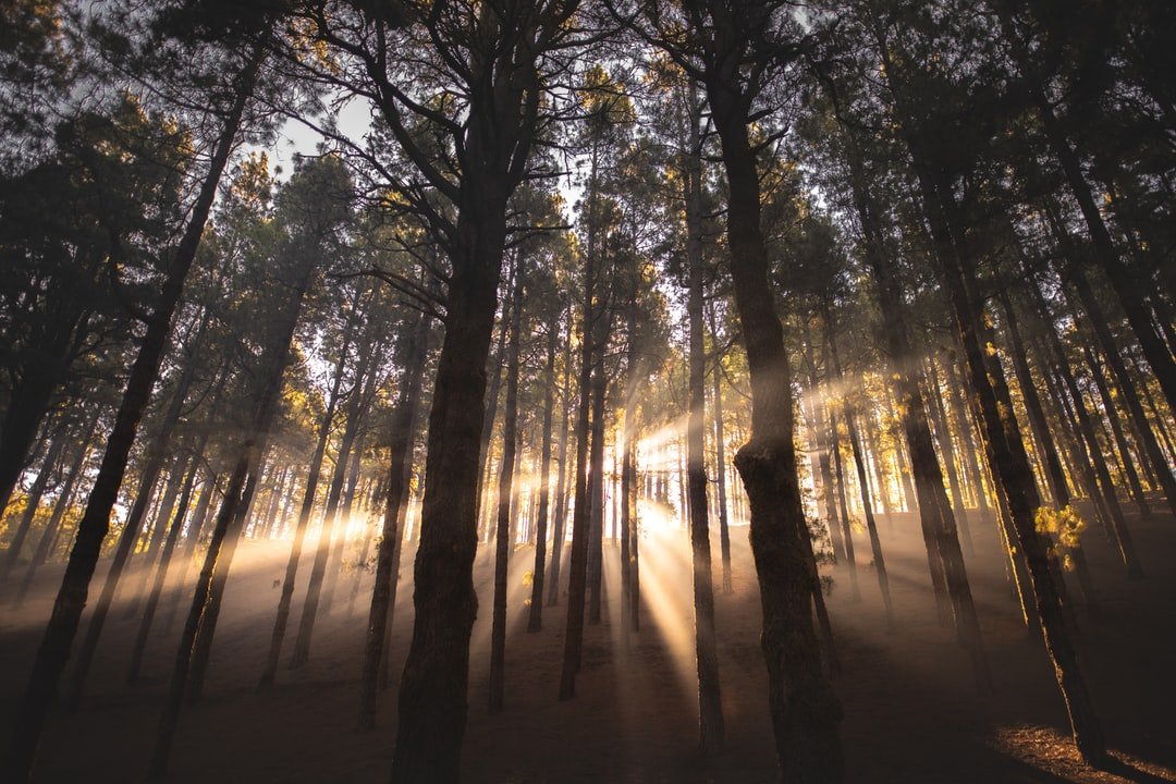 Lumière du soleil traversant une forêt